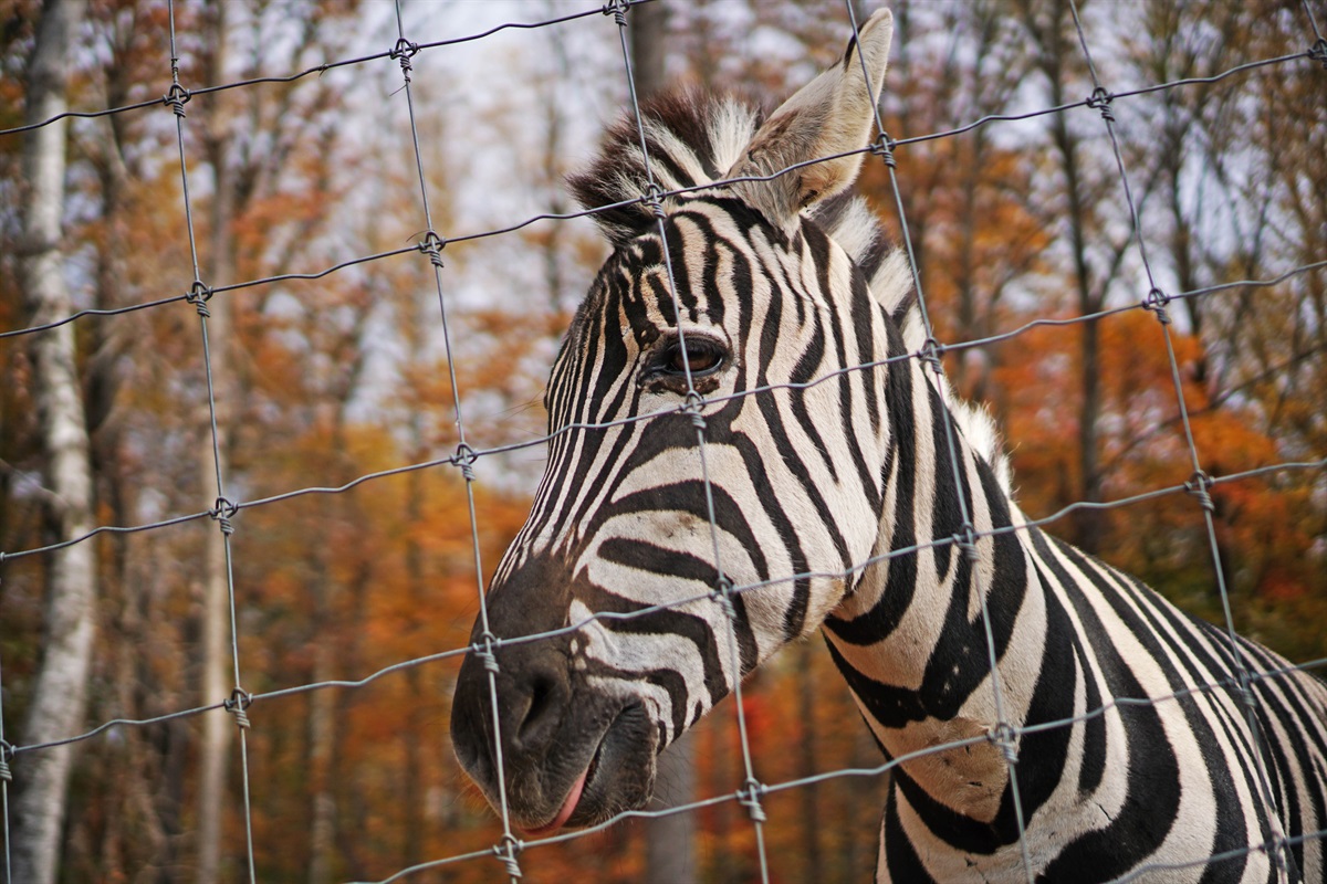 Say hello to our beautiful zebra! Come and experience the wonder of wildlife.