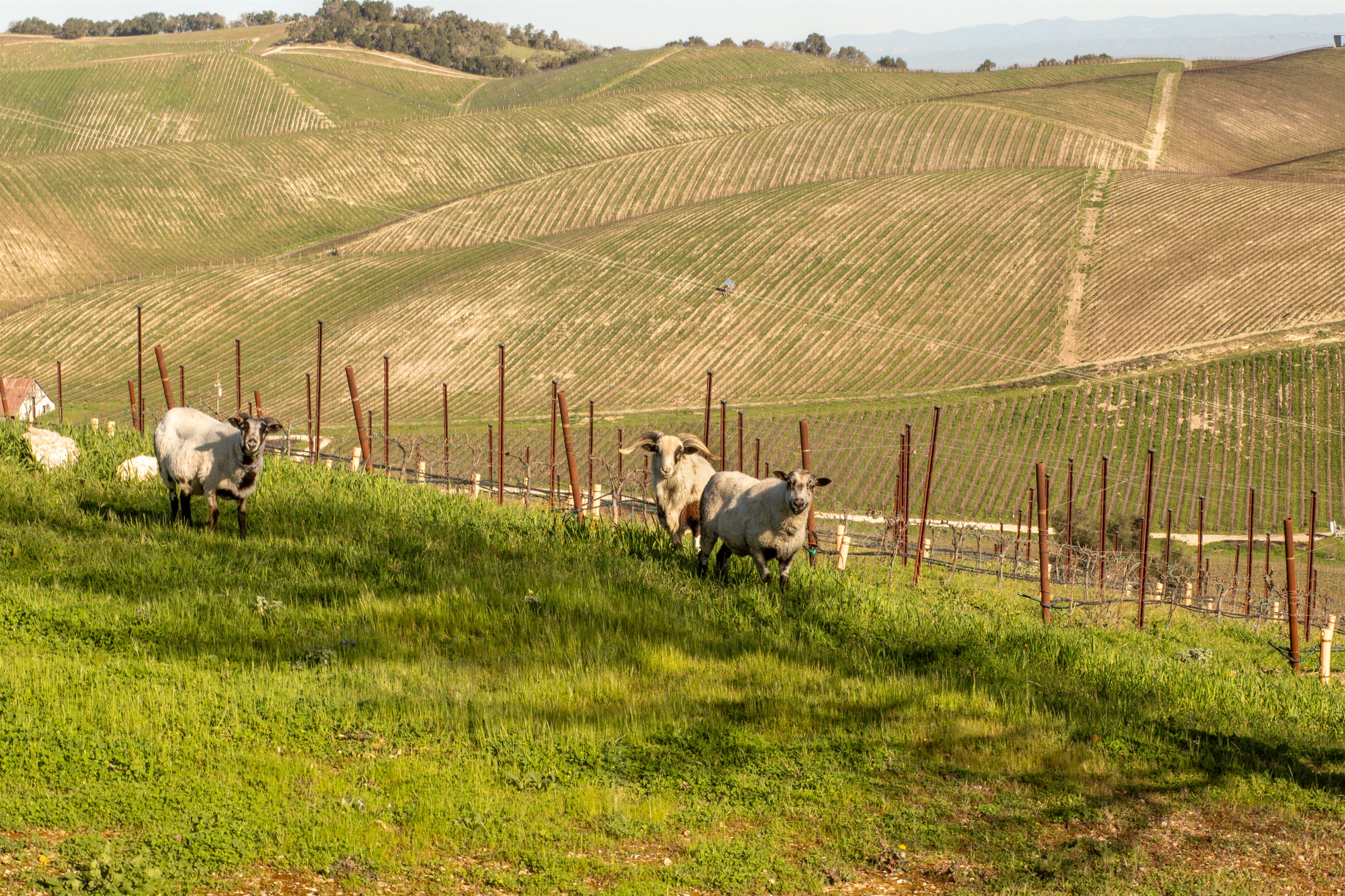 Meet the locals. The estate's resident goats graze among the vines against a backdrop of rolling Adelaida District vineyards — a reminder that this isn't just a place to stay, it's a working piece of California wine country.