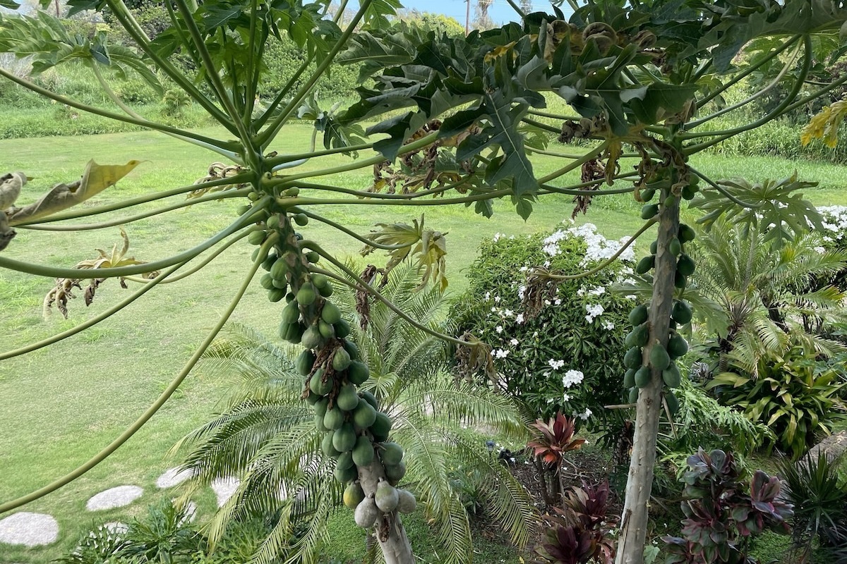 Papaya grow right off the house