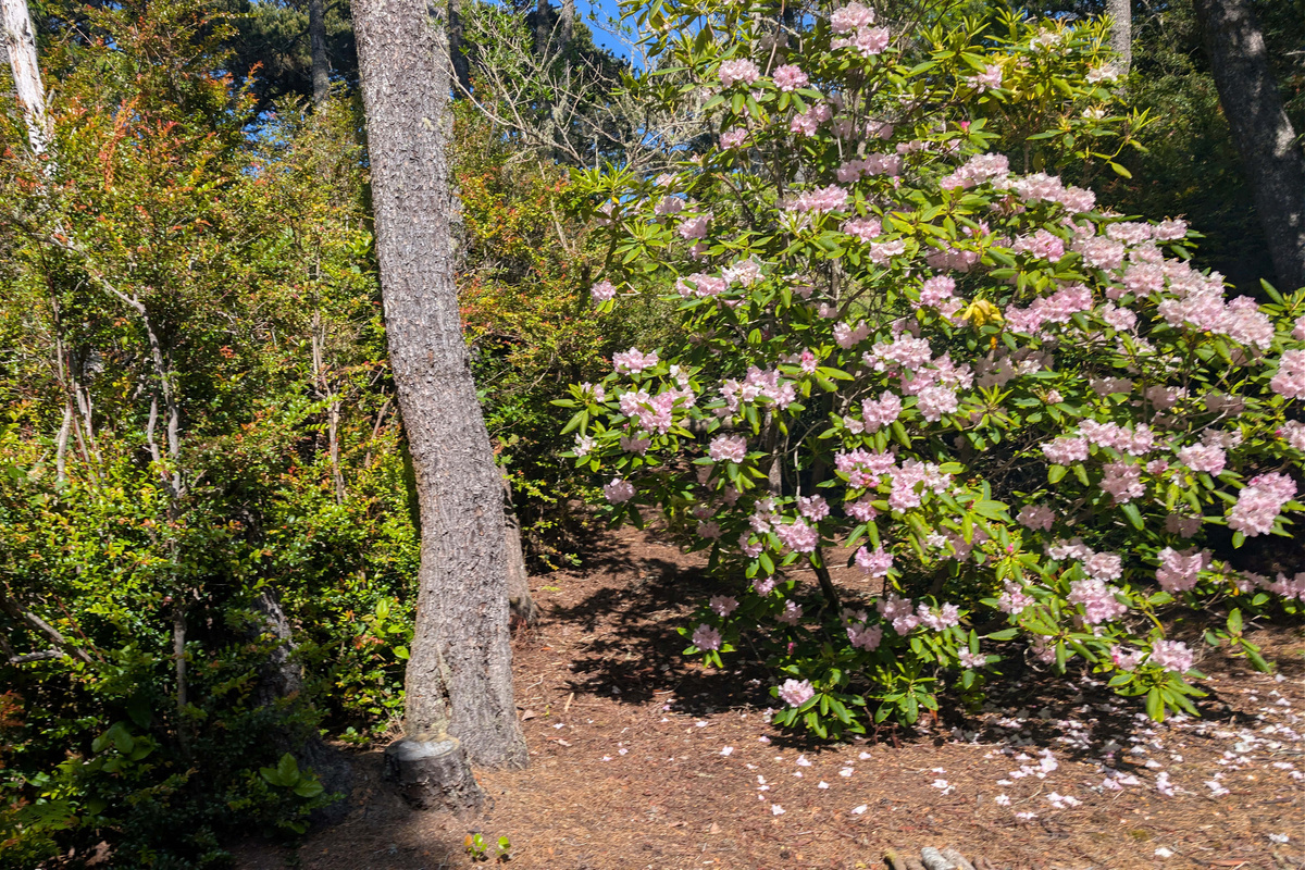 Spring Wild - Rhododendrons