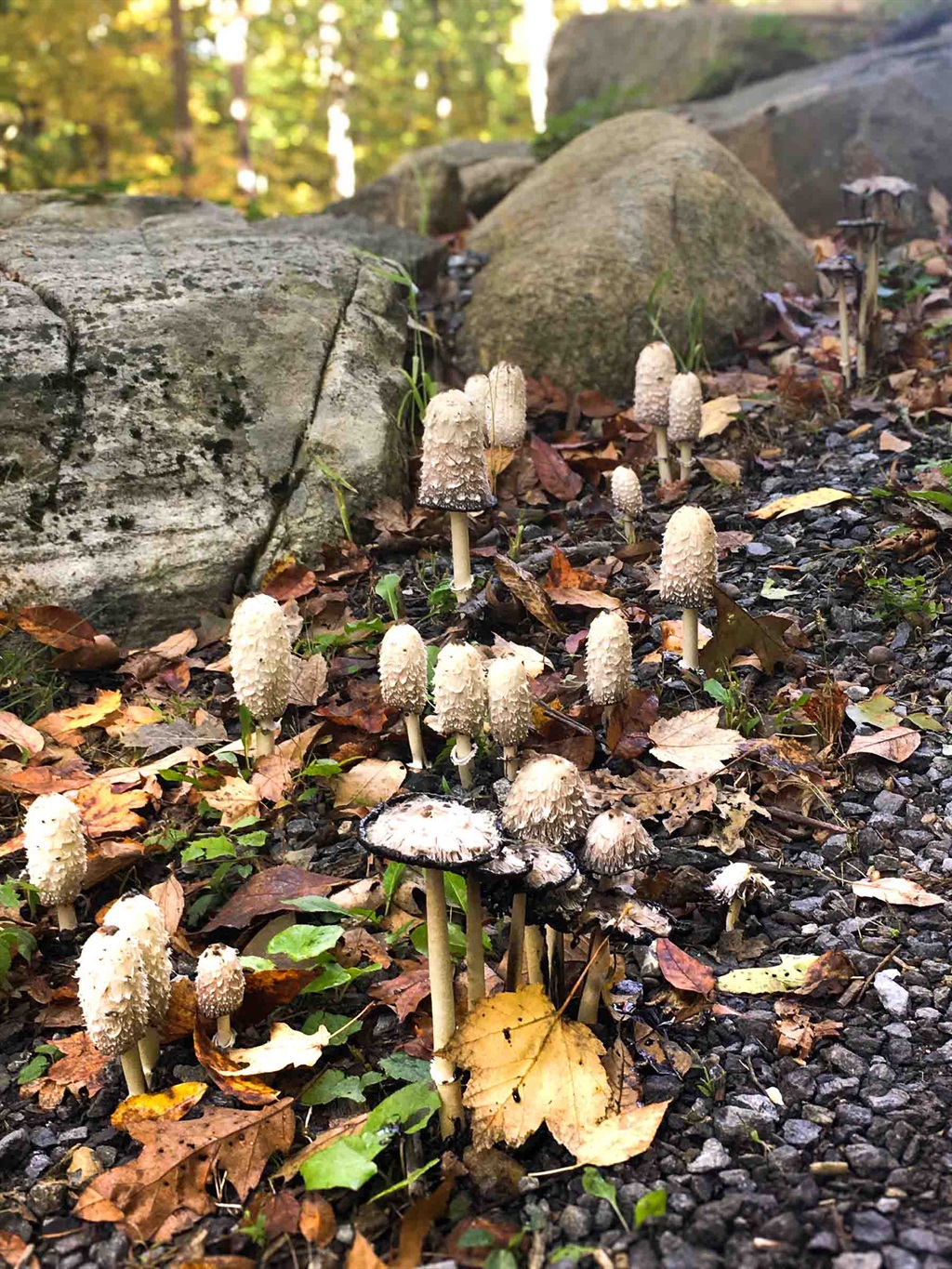 Shaggy mane mushrooms among autumn leaves at Sunset Falls Estate