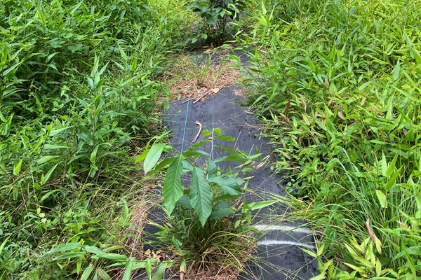 Pawpaw seedlings in high summer.