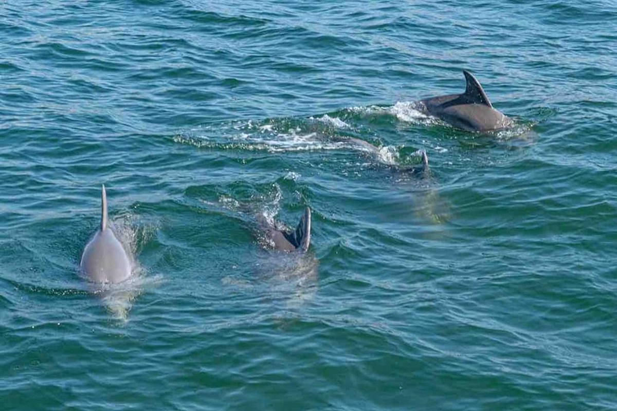 Keep your eye out for marine life! Dolphins swim gracefully in the ocean, making every beach visit a delightful surprise.
