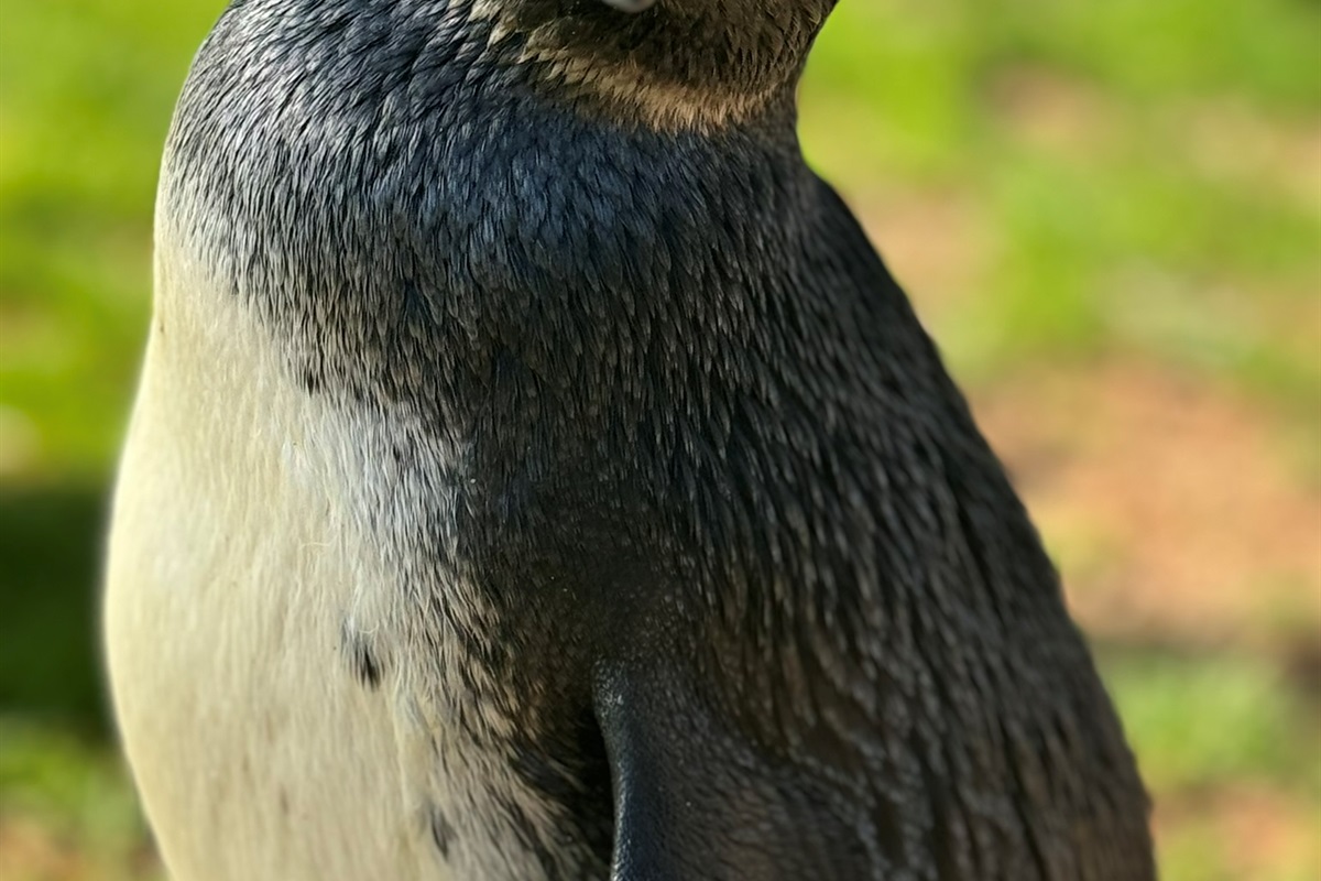 Waddle on over and see our playful penguins!