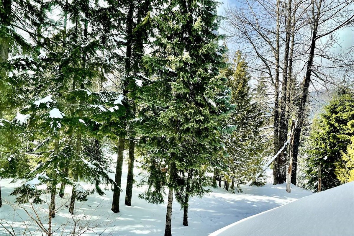 All bedroom windows look out onto a beautifully treed backyard with glimpses of the glacier fed Fitzsimmons Creek . This is the view from Bedroom #4. 