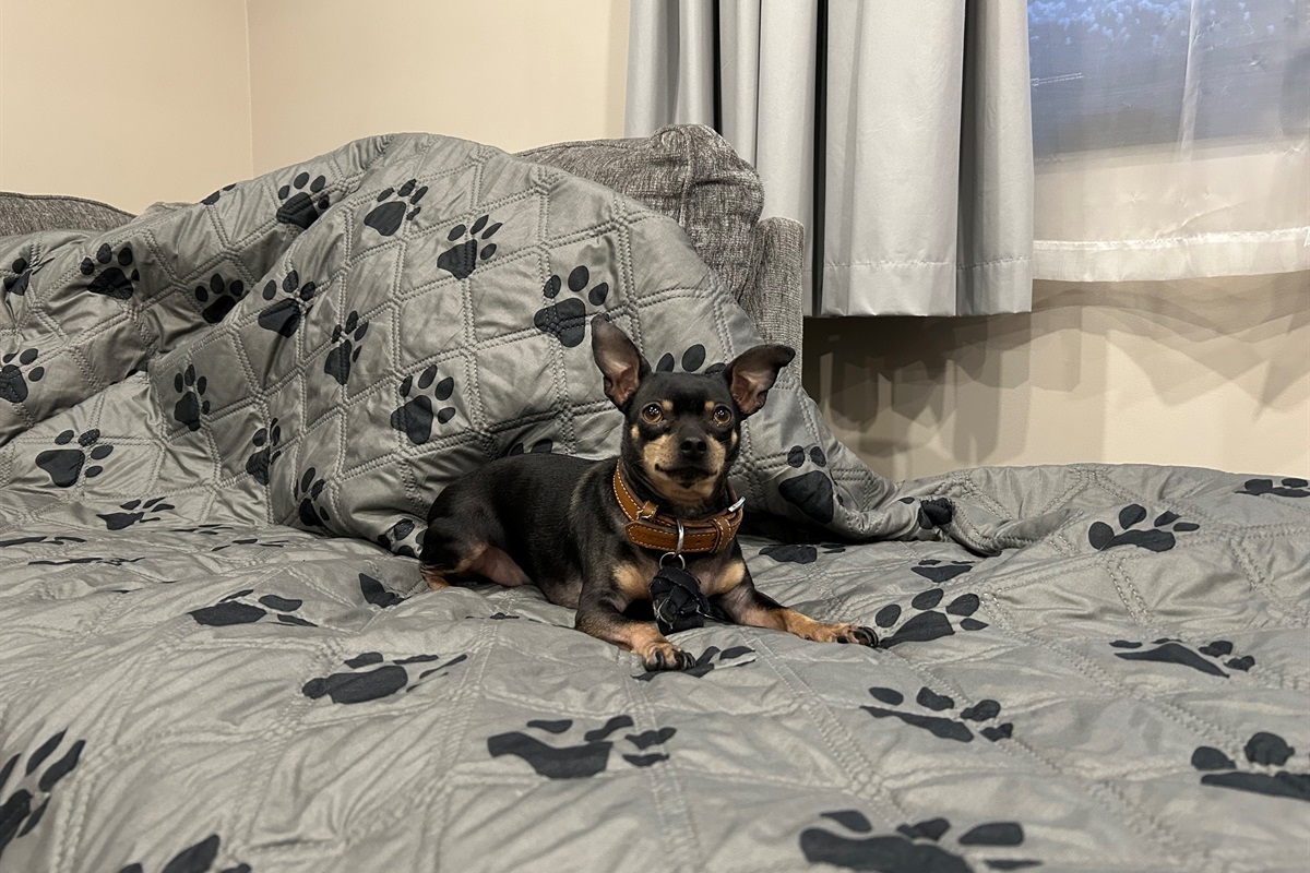 Dogs enjoy staying here!