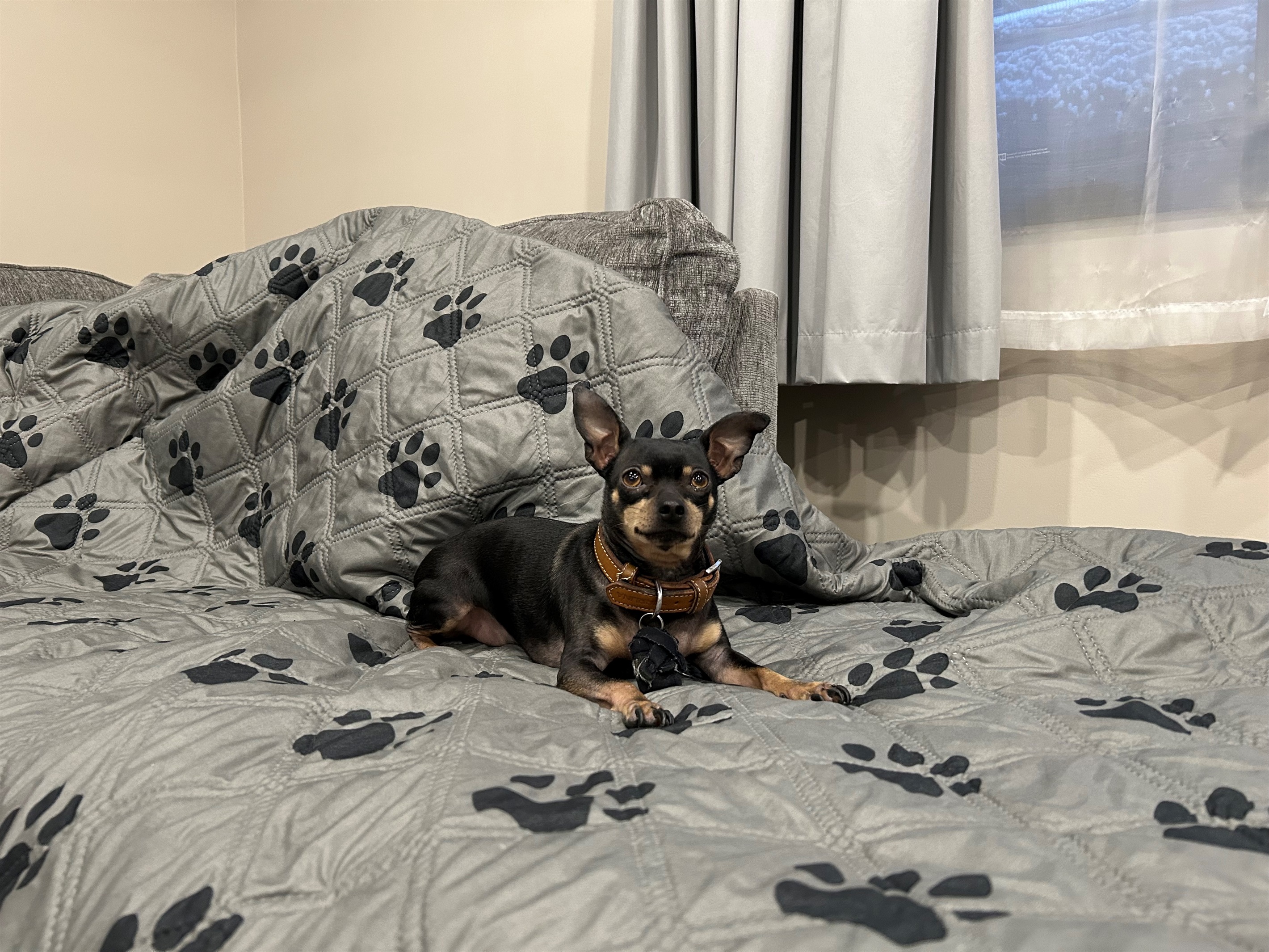 Dogs enjoy staying here!