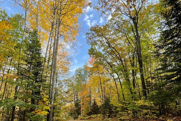 Driveway going away from cottages to main road during the fall colors October- (peak estimates first 2-3 weeks) 