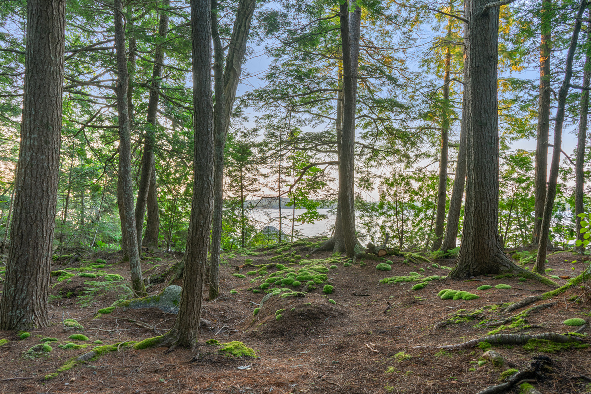 East-facing view right from the camp entry door at Loonrise Point! Vibrant moss mounds and towering pine trees frame sparkling water views of Beech Hill Pond in Otis, ME. Step outside into serene, untouched nature on your private peninsula!