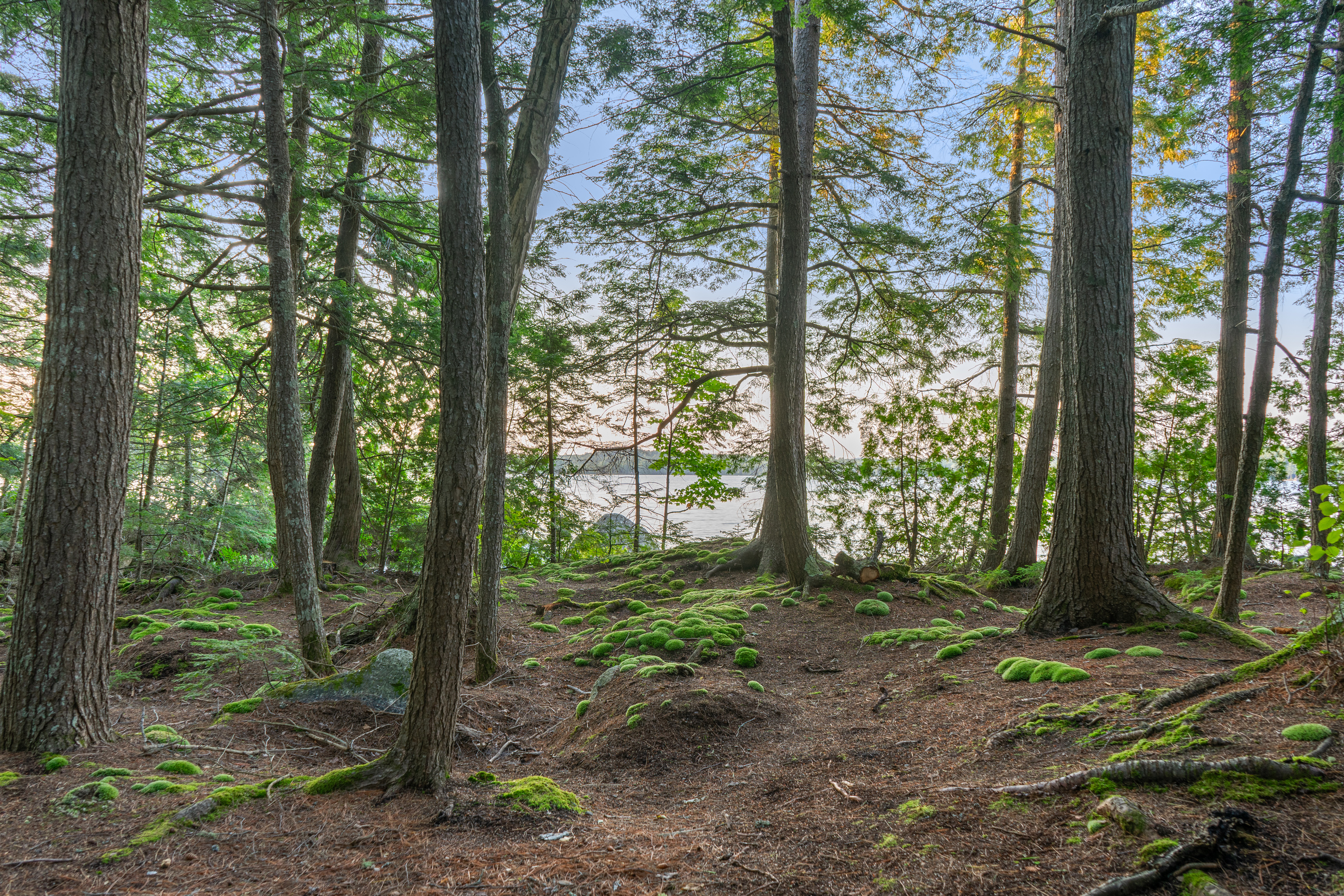 East-facing view right from the camp entry door at Loonrise Point! Vibrant moss mounds and towering pine trees frame sparkling water views of Beech Hill Pond in Otis, ME. Step outside into serene, untouched nature on your private peninsula!