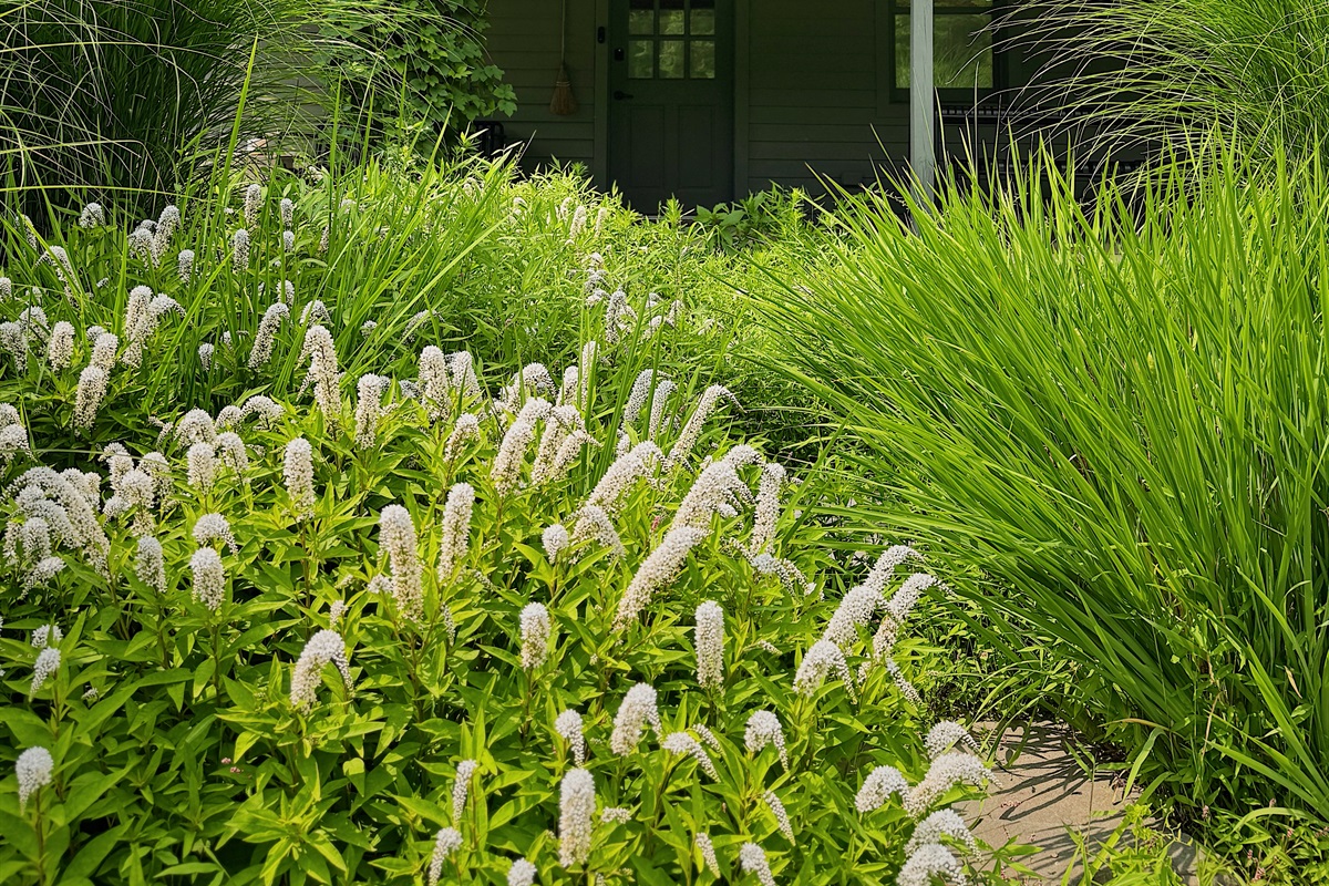 The front door in July.