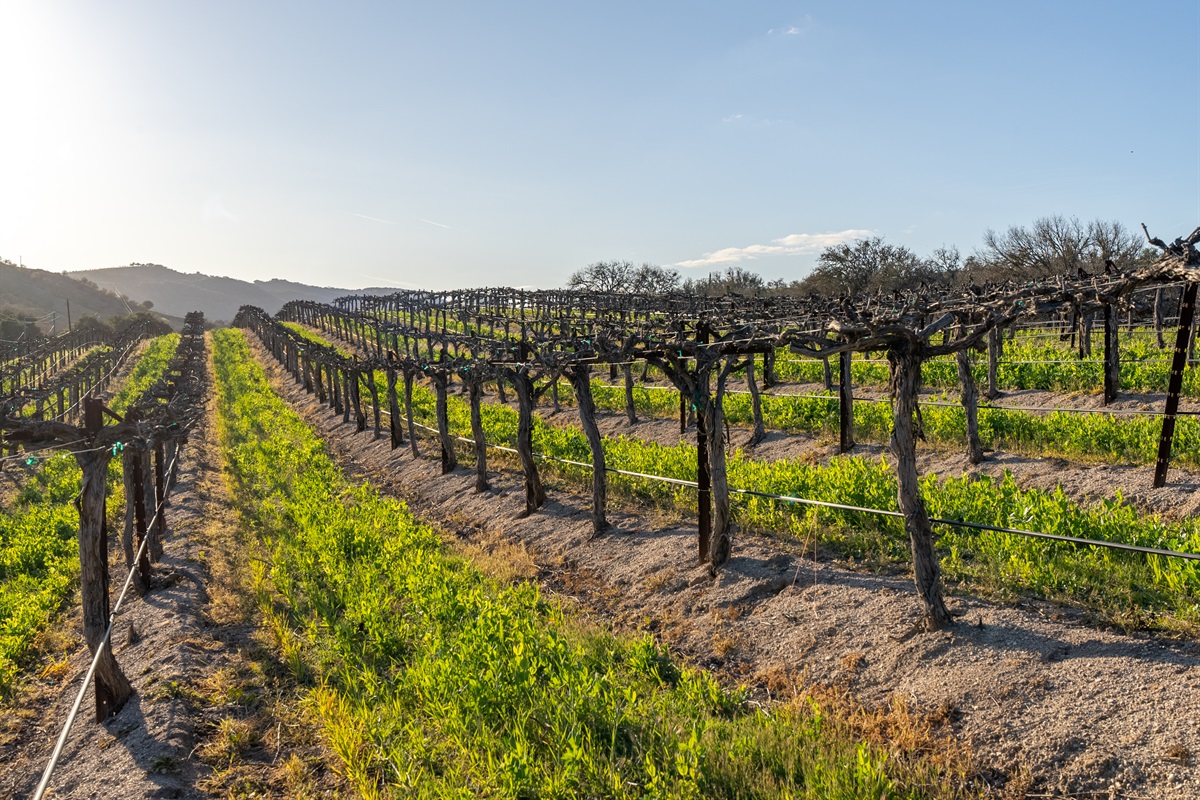 The vineyard at Oaks & Madeira