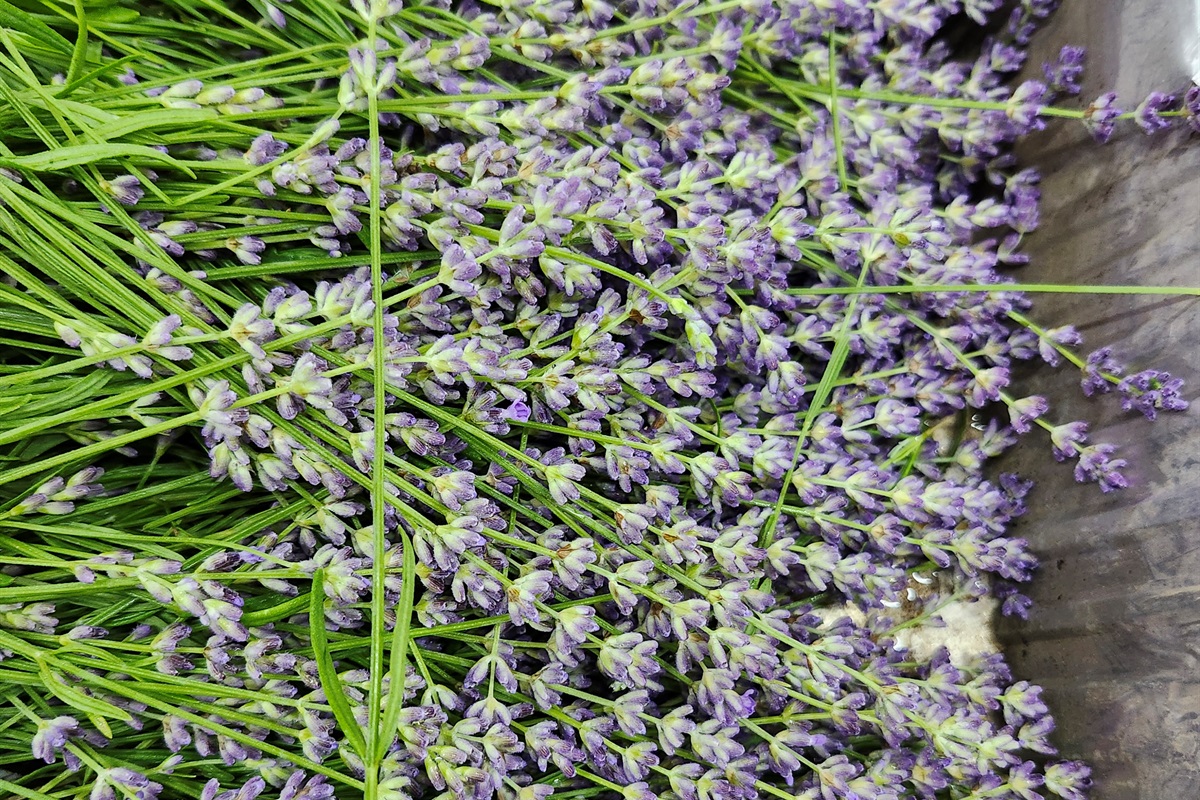 Lavender is usually available in June