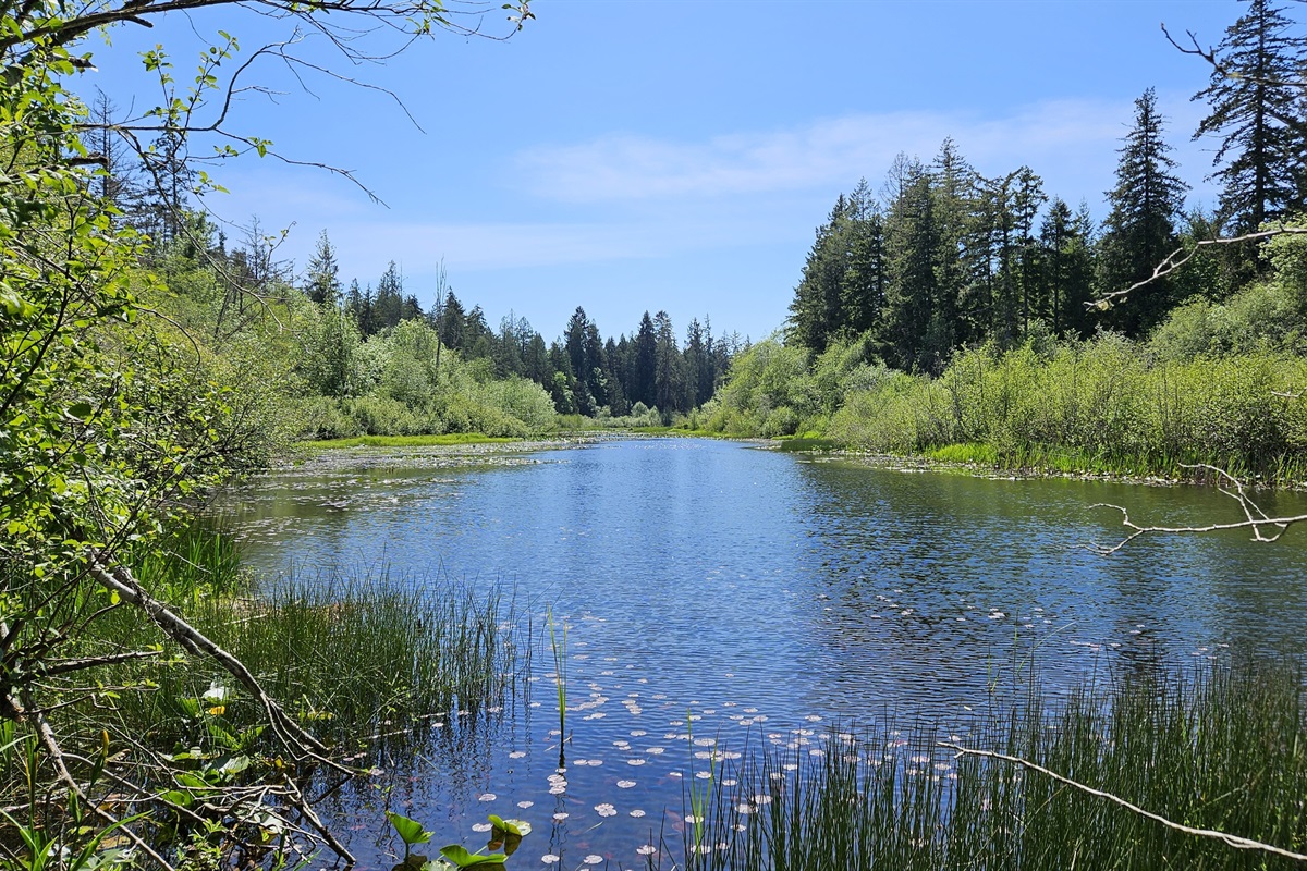 Alder Falls!  A trail winds from the cottage down to the banks of Mill Creek (shown), just 1/4 mi downstream from Lake Isabella.