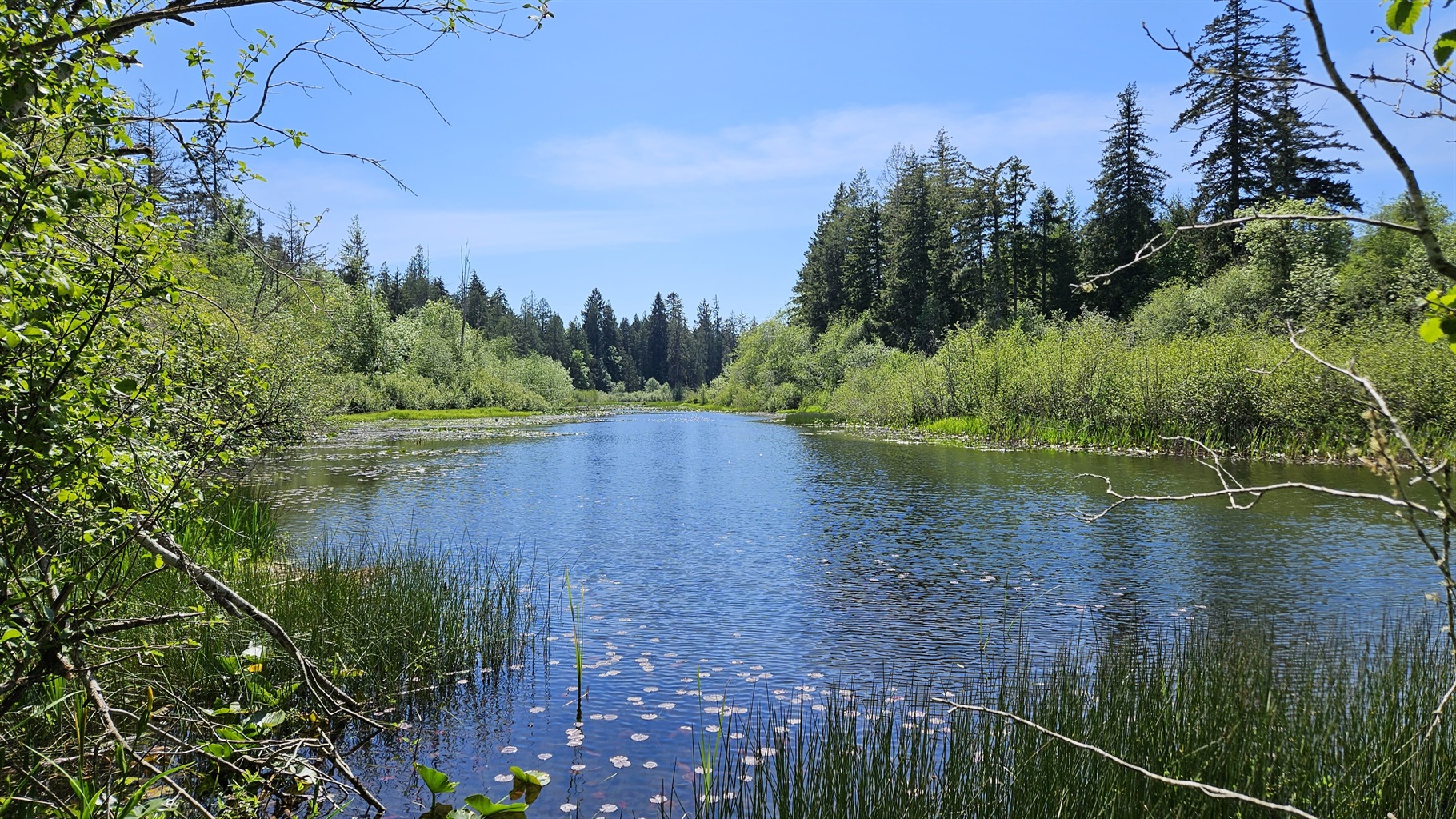 Alder Falls!  A trail winds from the cottage down to the banks of Mill Creek (shown), just 1/4 mi downstream from Lake Isabella.