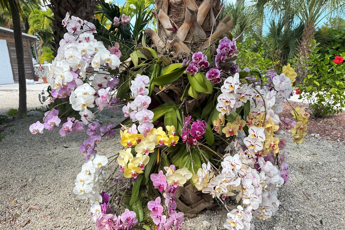 Stroll through the lush, tropical garden at the Royal Plum Club Condominiums