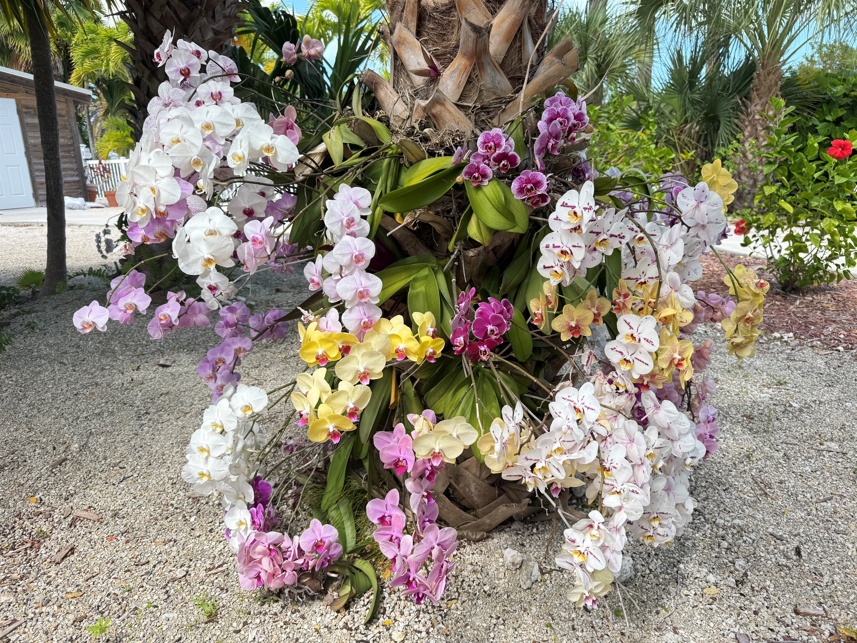 Stroll through the lush, tropical garden at the Royal Plum Club Condominiums