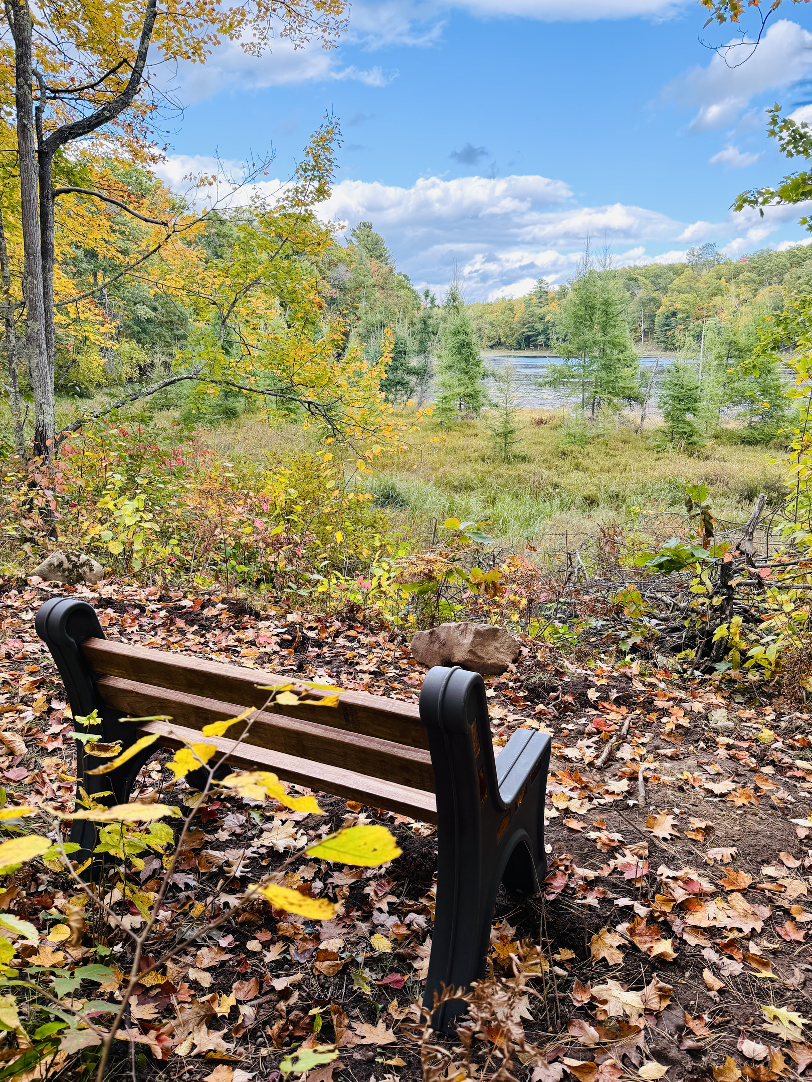 Park bench overlooking Pearce Lake.