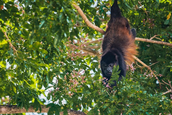Howler Monkeys
