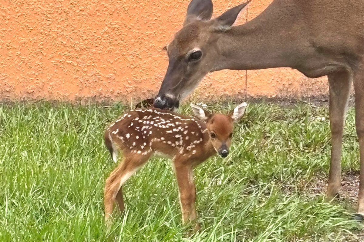 Local wildlife