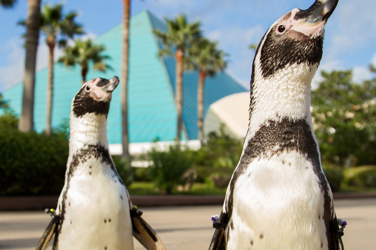 Moody Gardens – Aquarium & rainforest pyramids (15–18 min drive)