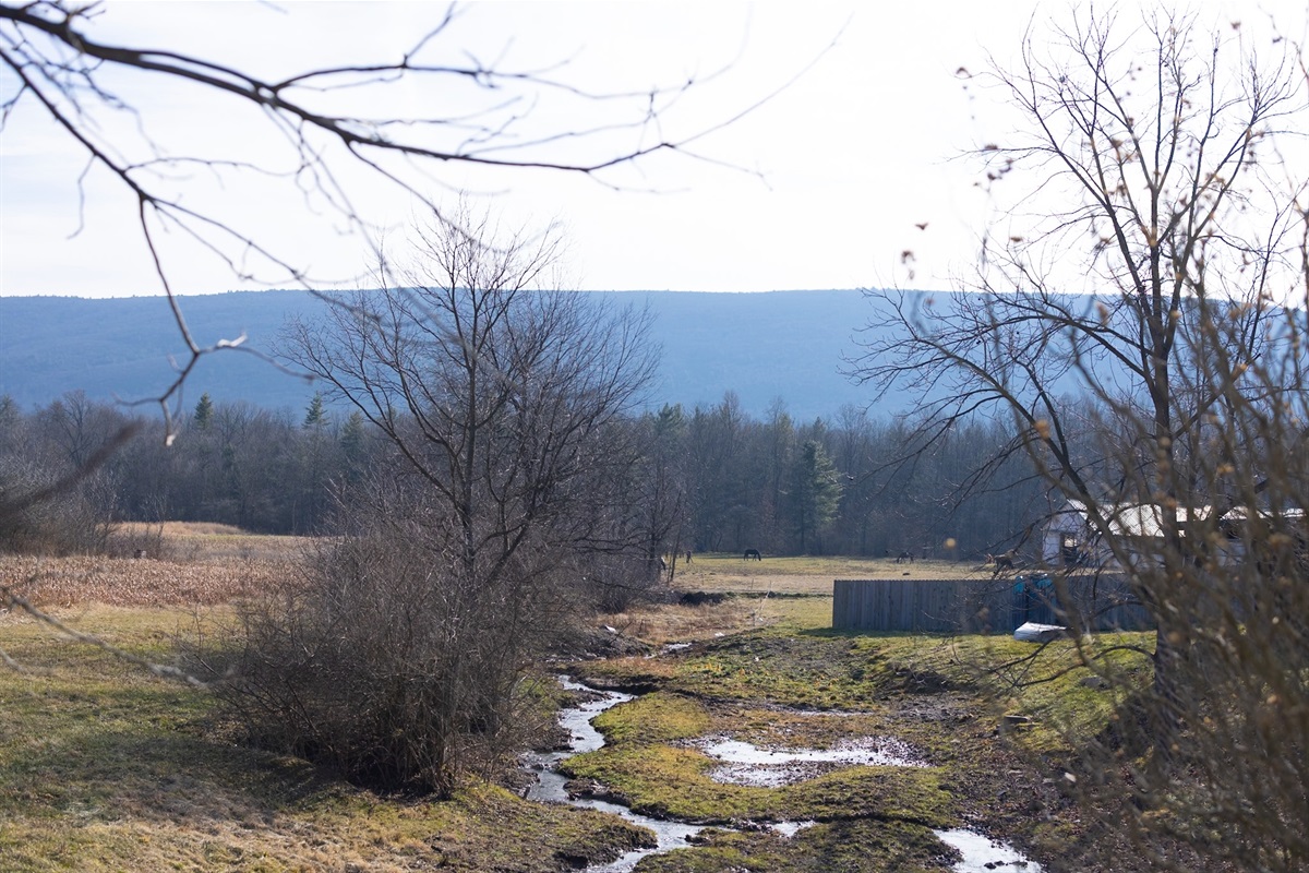 View from the back porch