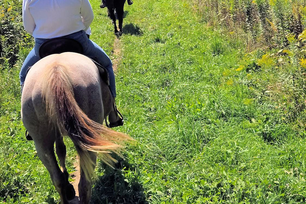 Arcades, Shows, Indoor Pickleball, Horseback Riding, and many more activities can be found nearby. No idea what to do for the day? Send us a message and we can provide lots of ideas!