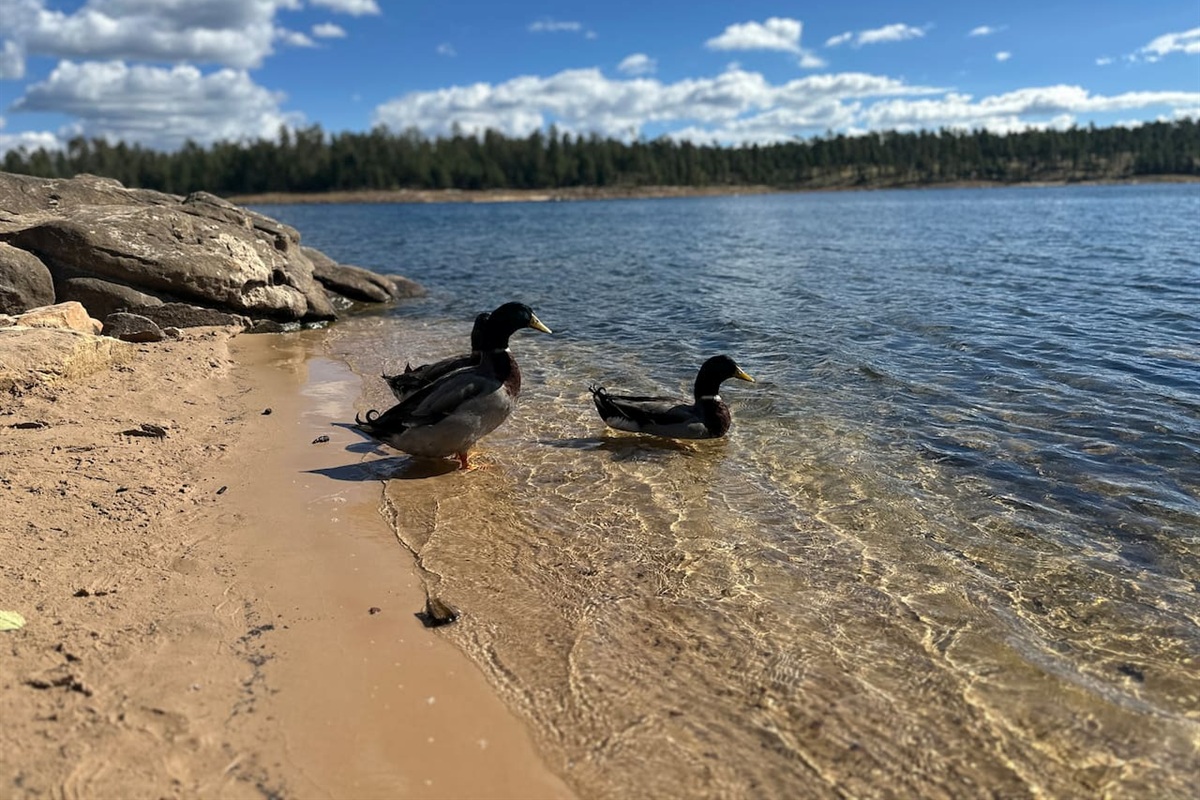 Lots of natural wild life to enjoy in the surrounding lakes/national forest. 