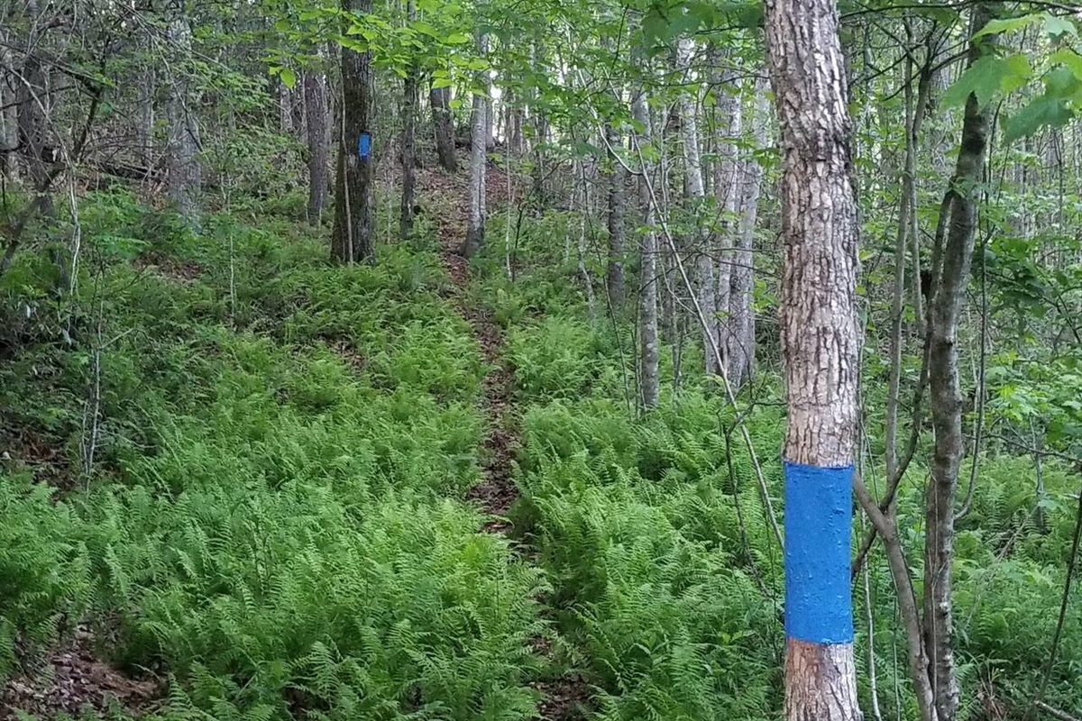 This section of the Blue Trail overlaps a whitetail deer trail.