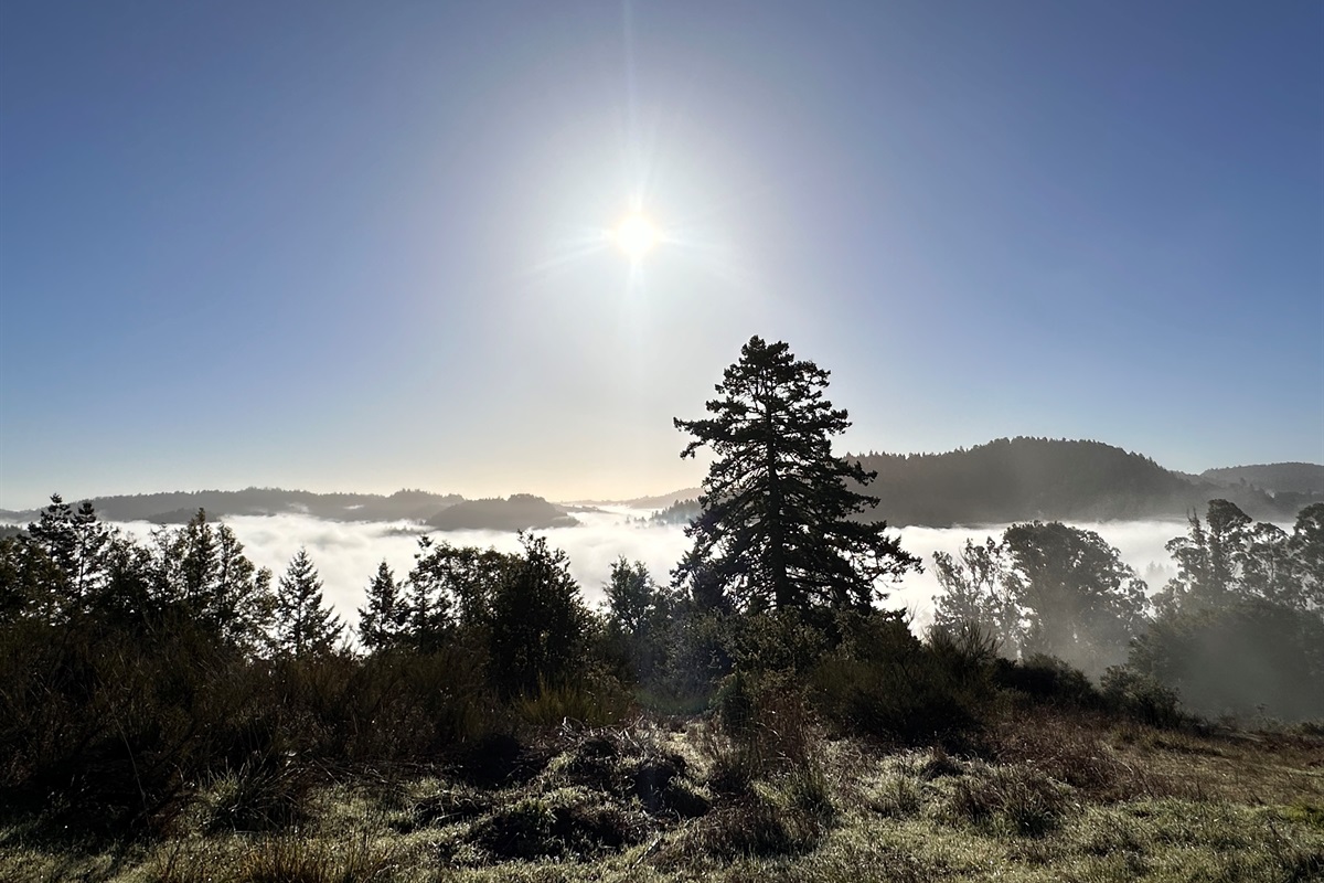 Fog above Octagon House