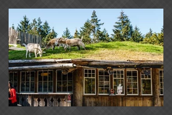 Coombs Old Country Market- Must visit!