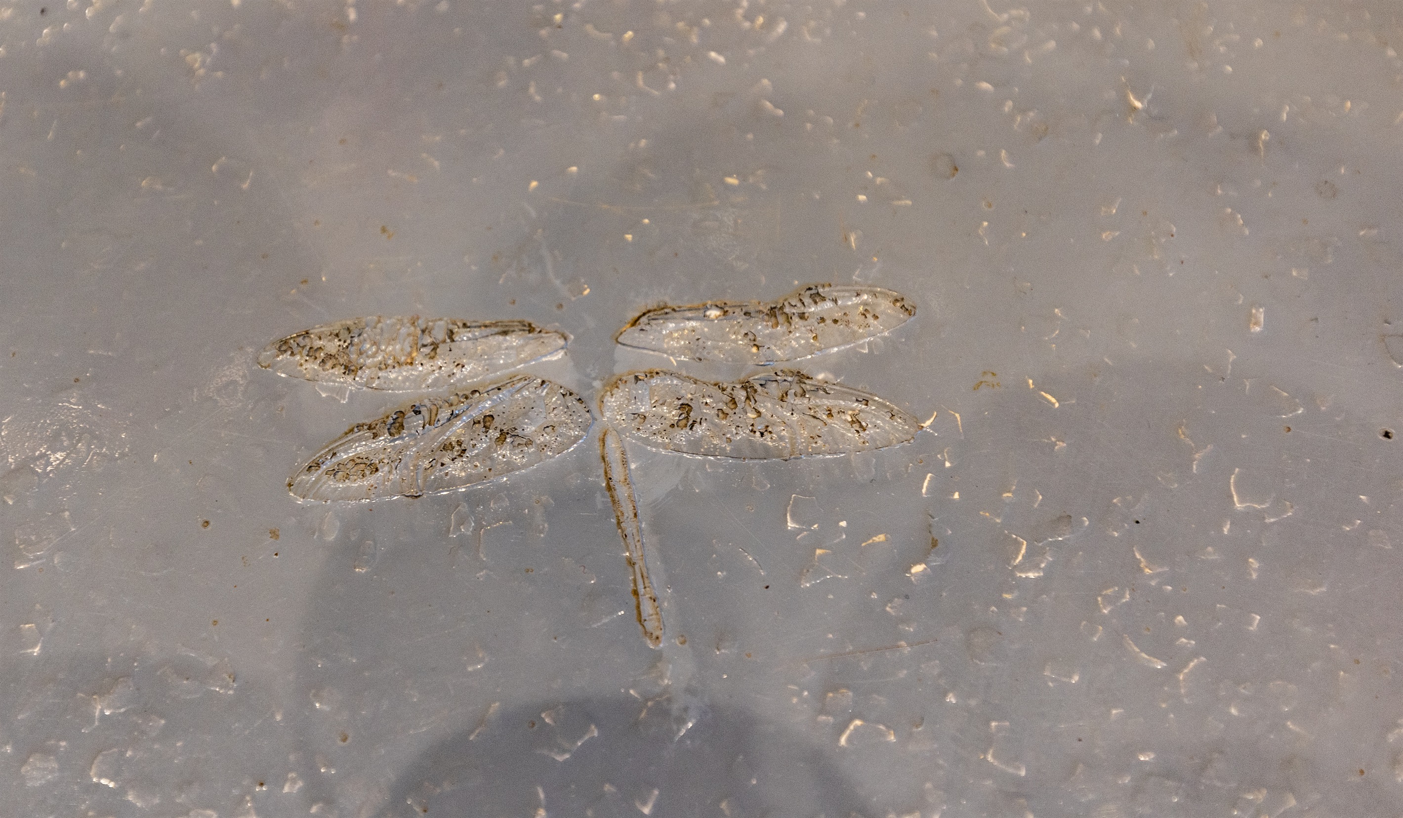 The kids will love the hunt to find the hidden dragonfly!