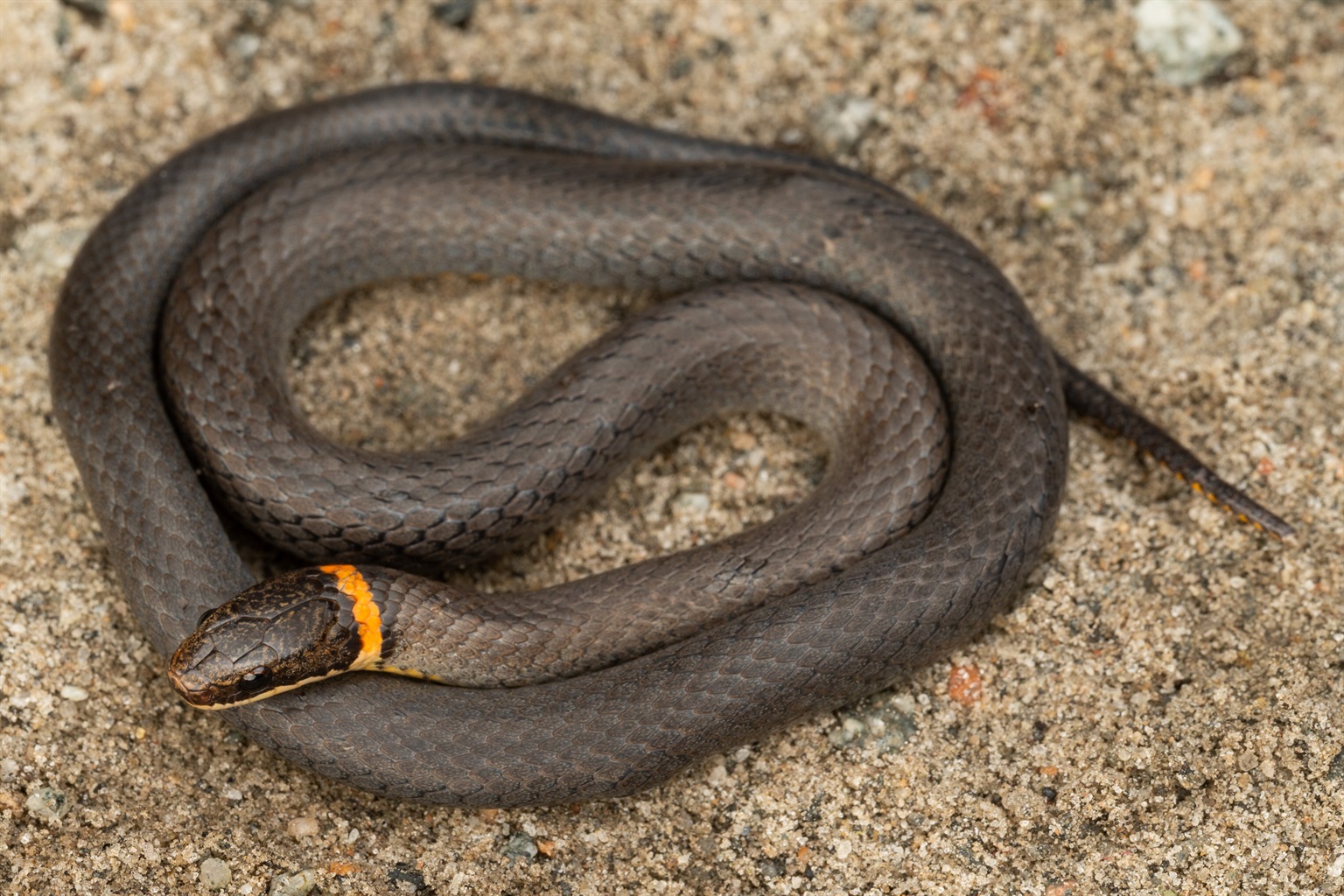 ringed neck snake