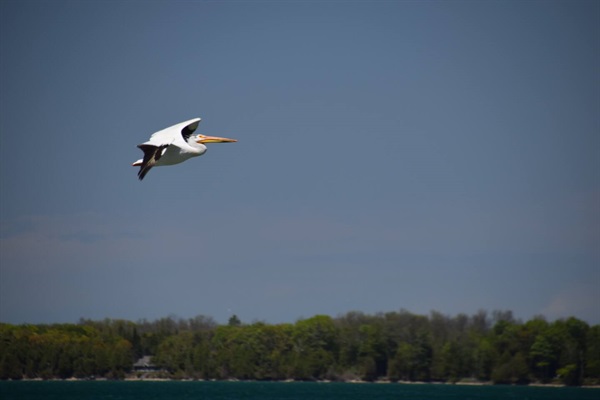 The pelicans look prehistoric!