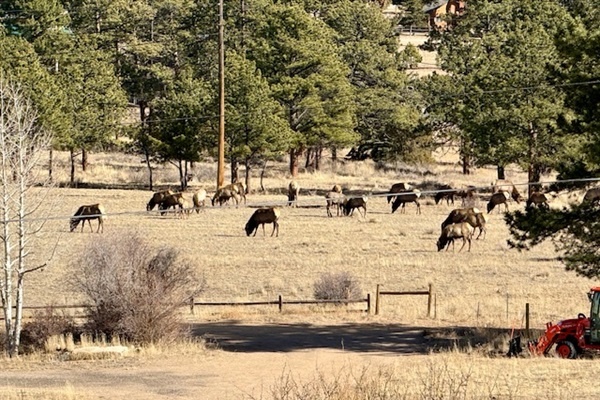 Large elk herds move through the valley regularly, always a guest favorite to watch.