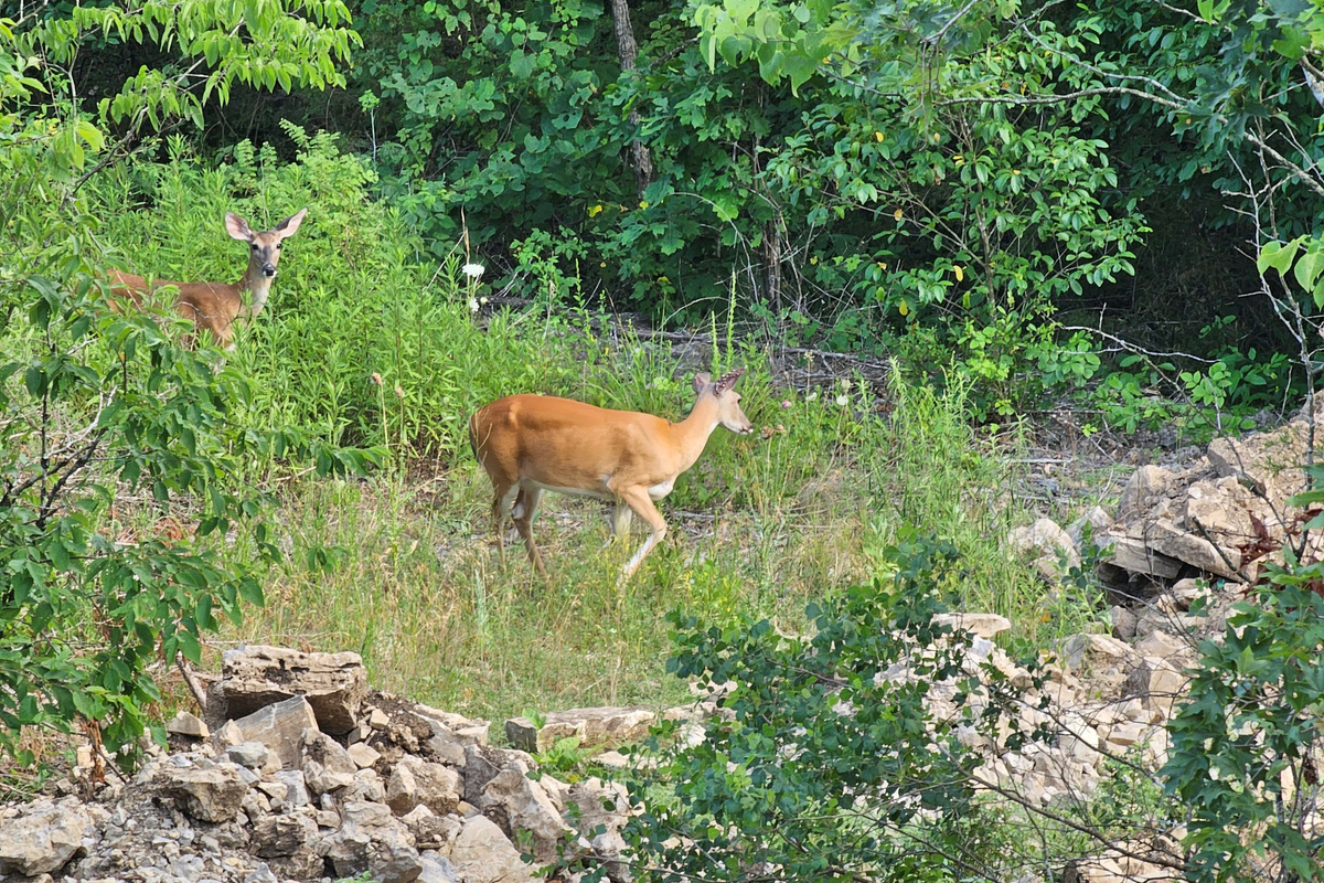 Some of the wildlife you might spot right off the back deck in a natural setting
