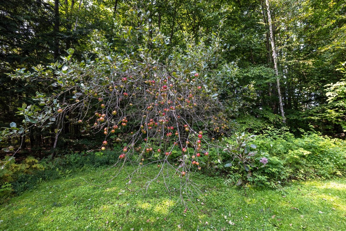 Apple tree in the backyard!