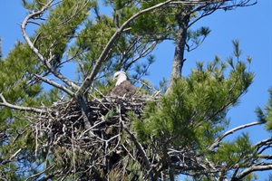 There is a bald eagle family that lives on the other side of Long Pond