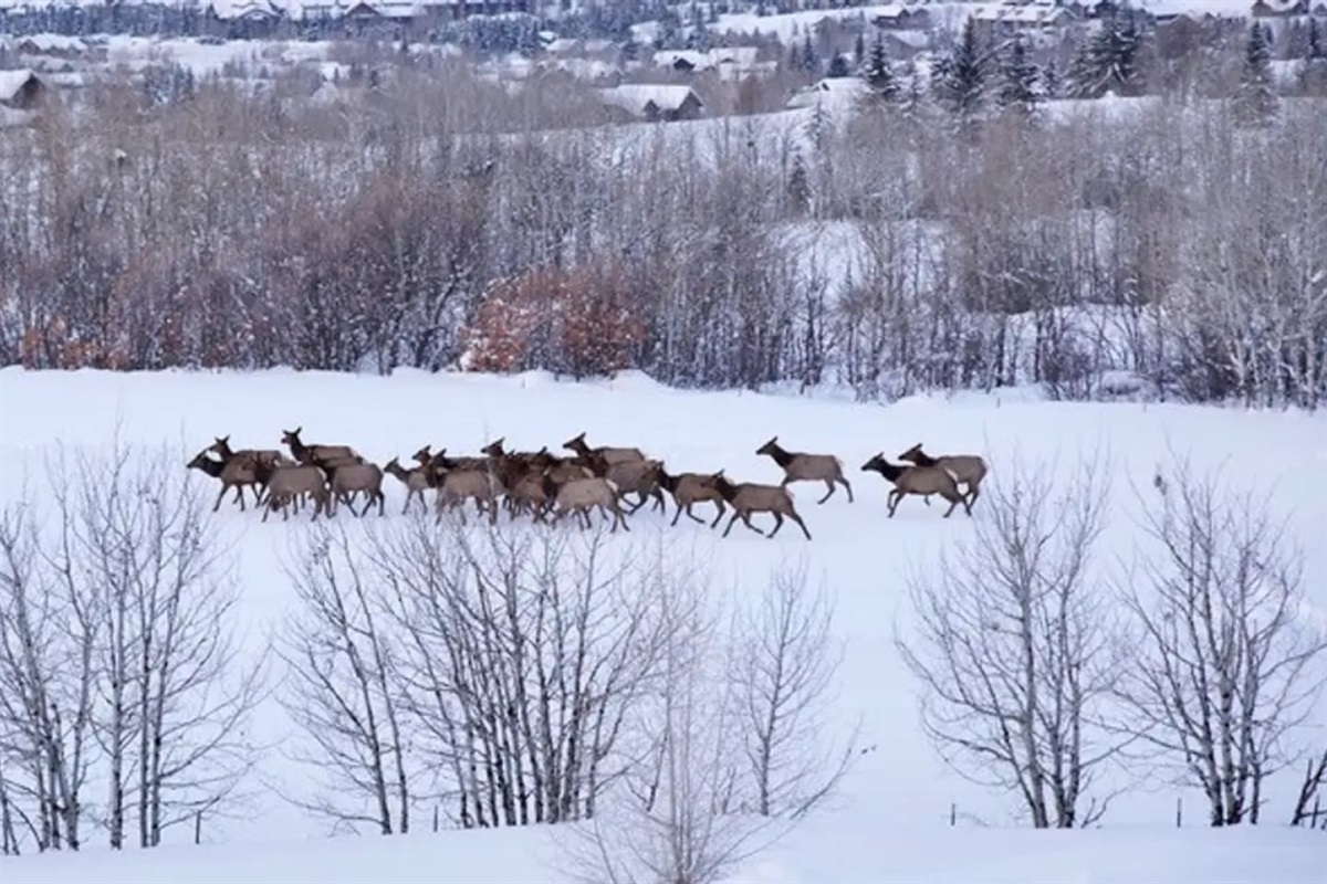 View of Elk from the Home