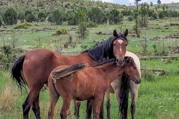 Explore the national forest surrounding the town for a chance to view some wild mustangs!