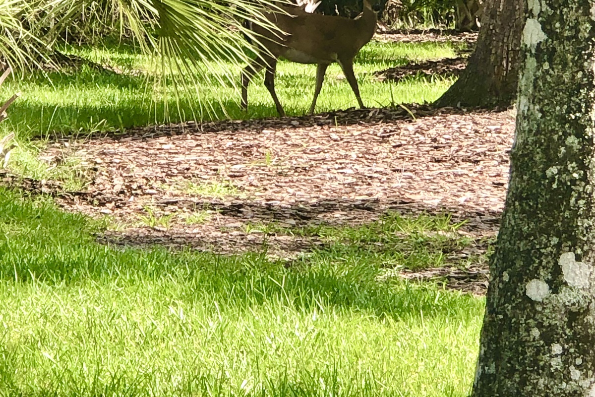 Local wildlife