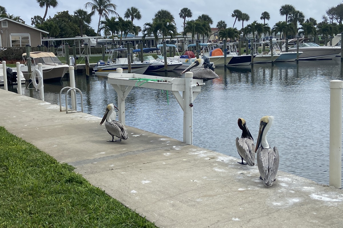 Fish Cleaning Station w/ Pelicans on Guard Duty