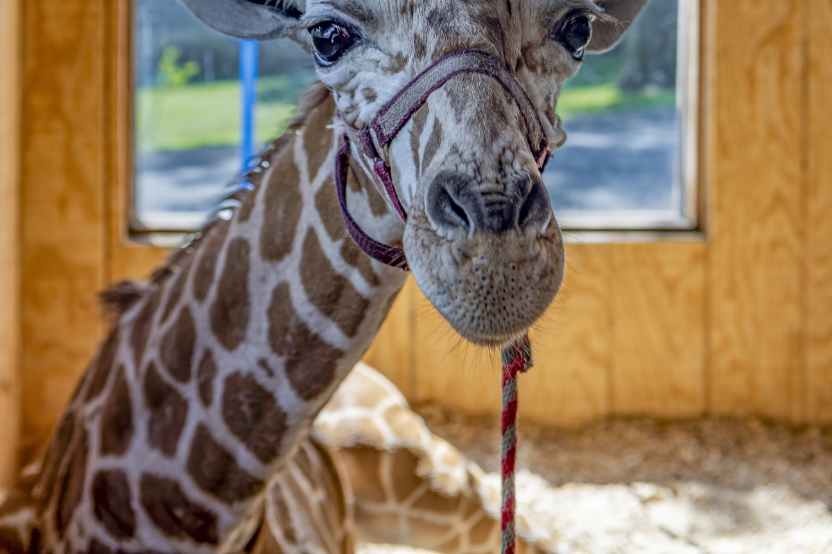 Unique Experience: Meet your towering, friendly neighbor just steps from your rental!