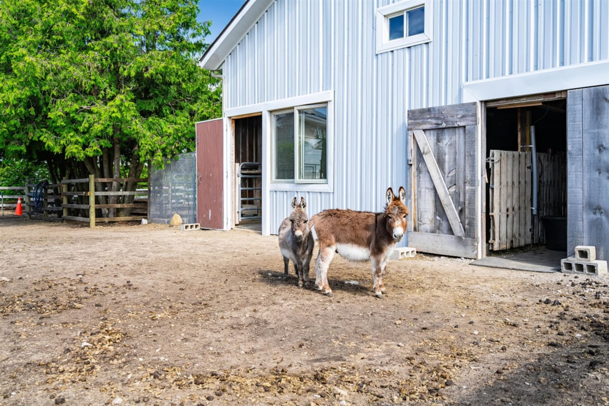 Barn For The Animals