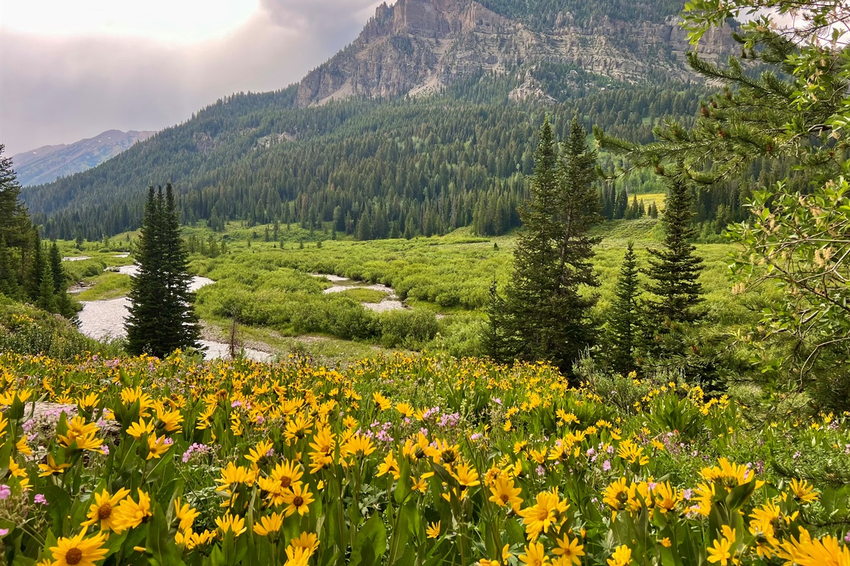 Come for the springtime wildflowers!