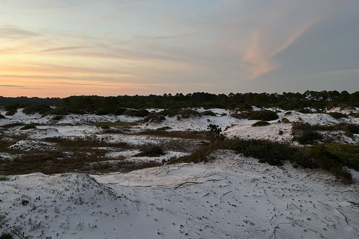 Protected dunes along 30A.
