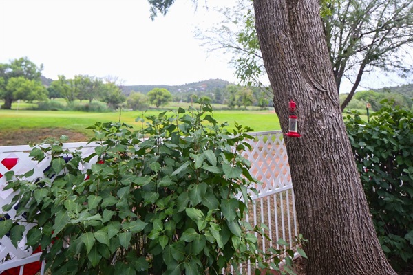 back yard with hummingbird feeders