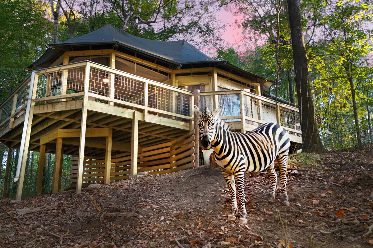 Unique Retreat: Elevated in nature, this design features a rustic charm with wildlife encounters!