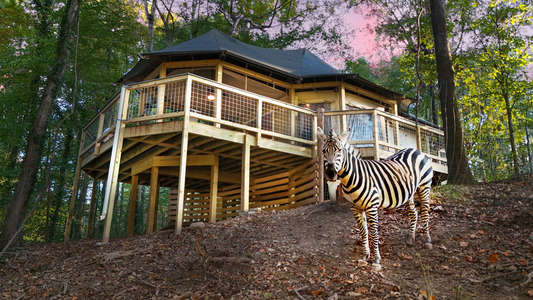 Unique Retreat: Elevated in nature, this design features a rustic charm with wildlife encounters!