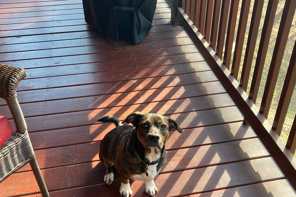 Love all dogs, all sizes, all breeds, shedders or not. Dogs are family!